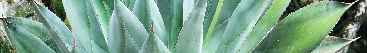 Kühles, sauberes und erfrischendes Wasser ist mit intensiver, beruhigender Aloe versetzt.