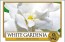 White Gardenia Duftnote
